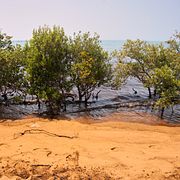 Oljeansamlingar under mangroveträd på ön  Qeshm i Iran. Bilden är tagen i augusti i år.