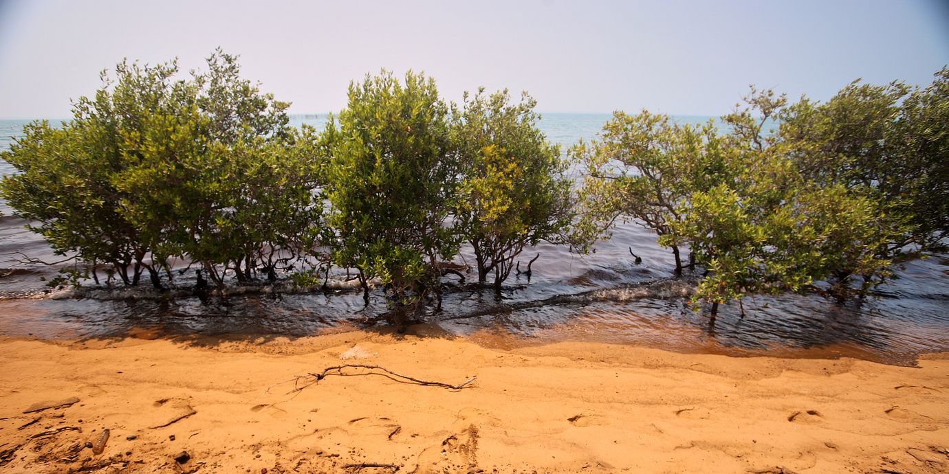 Oljeansamlingar under mangroveträd på ön  Qeshm i Iran. Bilden är tagen i augusti i år.