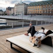 En matte och hund vilar vid nybyggda Vattentorget mellan Slussen och Gamla stan.