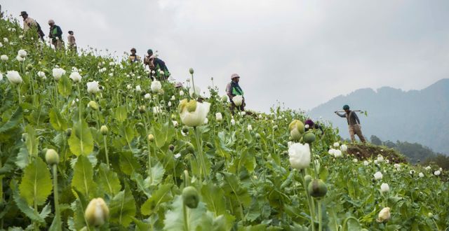 Opiumodlare i Myanmar. Hkun Lat / AP