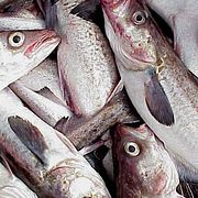 Alaska pollock.