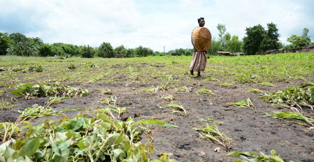 2015 drabbades Malawi i stället av översvämningar som förstörde grödor. Arkivbild. Thoko Chikondi / TT NYHETSBYRÅN