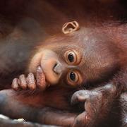 Arkivbild, orangutang. 
