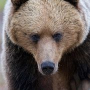 En björn fotograferad i Hälsingland 2022.