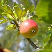 Ett äpple.