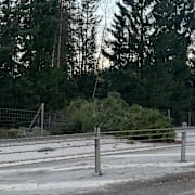 Nedfallna träd i spåren av stormen Johannes.