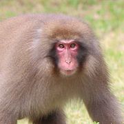 Japansk makak.