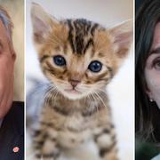 Sven-Erik Bucht (S), en söt katt och Isabella Lövin (MP).