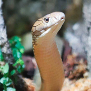 Skansenakvariet/kungskobra på Skansenakvariet