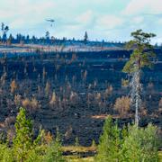 Helikopter i luften över brandhärjade Älvdalens skjutfält skadeplats syd vid Trängslet.