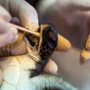 Sköldpadda matas med majonnäs på Israel's Sea Turtle Rescue Center, i Michmoret, Israel.