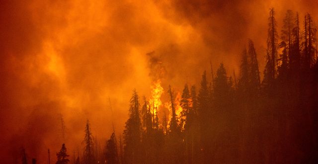 Skogsbrand i Kalifornien. Noah Berger / AP