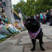 En hund vid blommorna utanför Buckingham palace