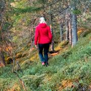 Kvinna i skogen. Illustrationsbild. 