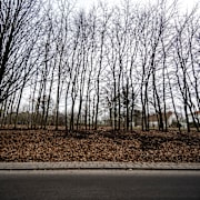 Skogspartiet där övergreppet ska ha s