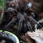 Spindlar som husdjur. Grammostola rosea i ett terrarium. Den kallas ibland rosahårad eller Chilespindel, och är en bra art för nybörjare. Spindelns kropp är cirka fem centimeter, benen längre.