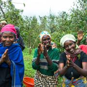 Arbetare plockar kaffebönor i Rwanda 2016.