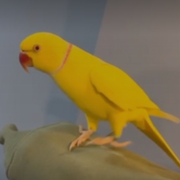 Papegojan Mango.