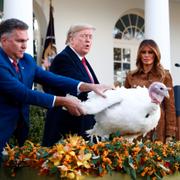 Donald Trump benådar en kalkon, en tradition i USA på thanksgiving.