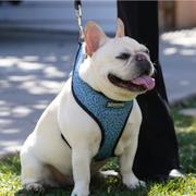 En fransk bulldog i närhet av platsen där skottlossningen ägde rum.