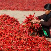 Arkivbild. En kvinna sorterar chili i Indien tidigare i år. 