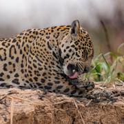 Arkivbild på en jaguar i Brasilien. 