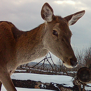 En hjort som fångades på bild i den ännu farliga zonen vid kärnkraftverket Tjernobyl.