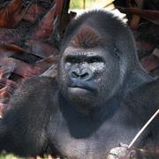 Låglandsgorilla.