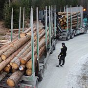 En timmerbil lastar timmer vid en avverkning i en skog i Enköping, arkivbild.
