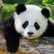 En pandabjörn från en djurpark i Berlin och flygplanen som fraktar dem.