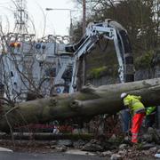 Ett träd som fallit i Dublin på grund av stormen. 