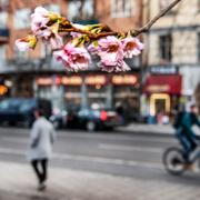 Varmt vinterväder. De japanska körsbärsträden har börjat blomma i Stigbergsparken på Södermalm. 