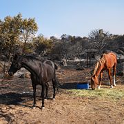 Hästar betar intill ett område som härjats av en skogsbrand nära Hoyo de Pinares i Madridregionen.