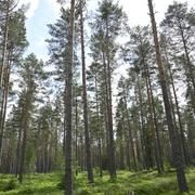 Regeringen vill inte att skyddade arter ska stå i vägen för skogsbruket. 