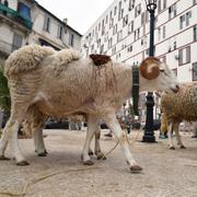 Får till salu i Algeriet inför fjolårets firande av Eid al-Adha.