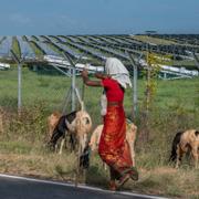 En kvinna i södra Indien, vallar får intill en solenergianläggning. Rafiq Maqbool / AP