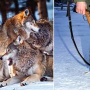 Arkivbilder: Vargar i fångenskap, vargjägare