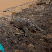En pojke står bredvid en död sködpadda på en strand utanför Colombo, Sri Lanka. 