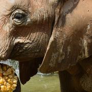 Annan elefant. Arkiv.