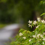 En cykelväg i närheten av Morö Backe skola där den nioåriga flickan utsattes för mordförsök i början av juli. 