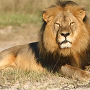 Cecil i nationalparken i Hwange, Zwibabwe.