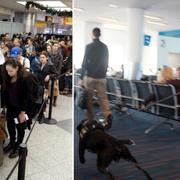 Köande resenärer och en polishund på La Guardia-flygplatsen utanför New York.