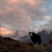 En jak i bergen i Nepal. Arkivbild. 