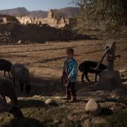 En pojke med en flock får i Afghanistan.