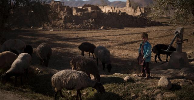 En pojke med en flock får i Afghanistan. Felipe Dana / TT NYHETSBYRÅN