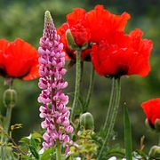 Lupin framför vallmo.