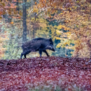 Det instängslade området är bara en liten del av vildsvinzonen.