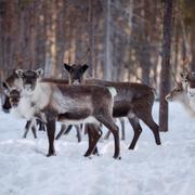 Renar i inhägnad i Jokkmokk. 