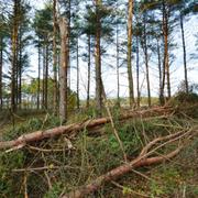 Stormfälld skog utanför Sjöbo i Skåne. Illustrationsbild.