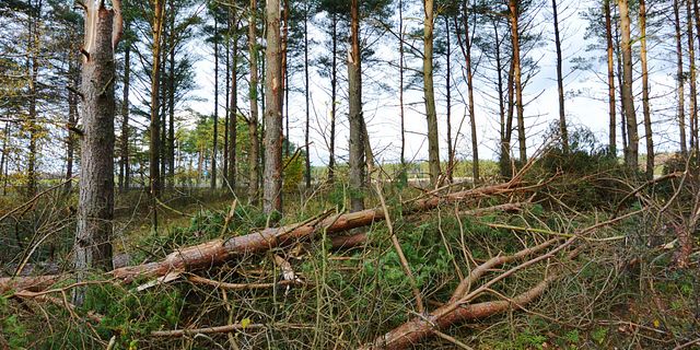 Stormfälld skog utanför Sjöbo i Skåne. Illustrationsbild. Johan Nilsson / TT